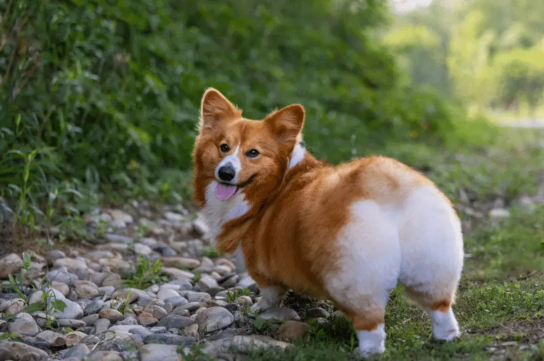 Tips for shaving your butt cleanly — the pre-shave, technique, and aftercare guide